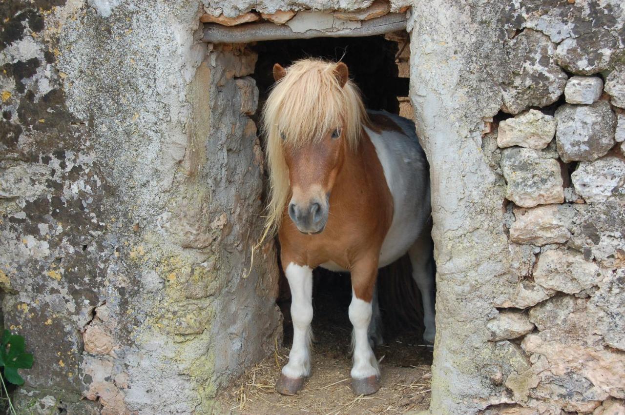 Finca Sa Cova Vella Манакор Экстерьер фото